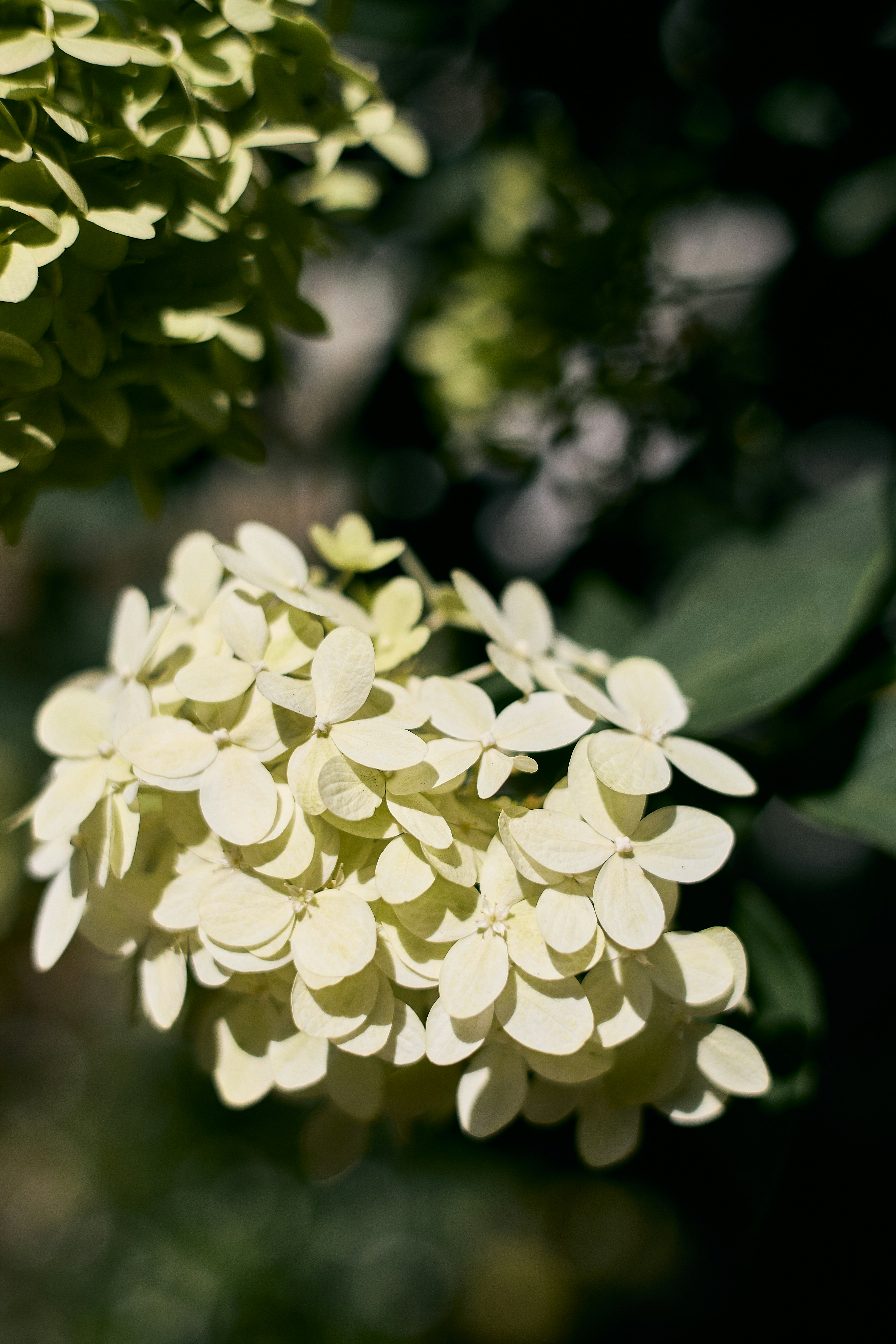 Photo by ann_leo_photo