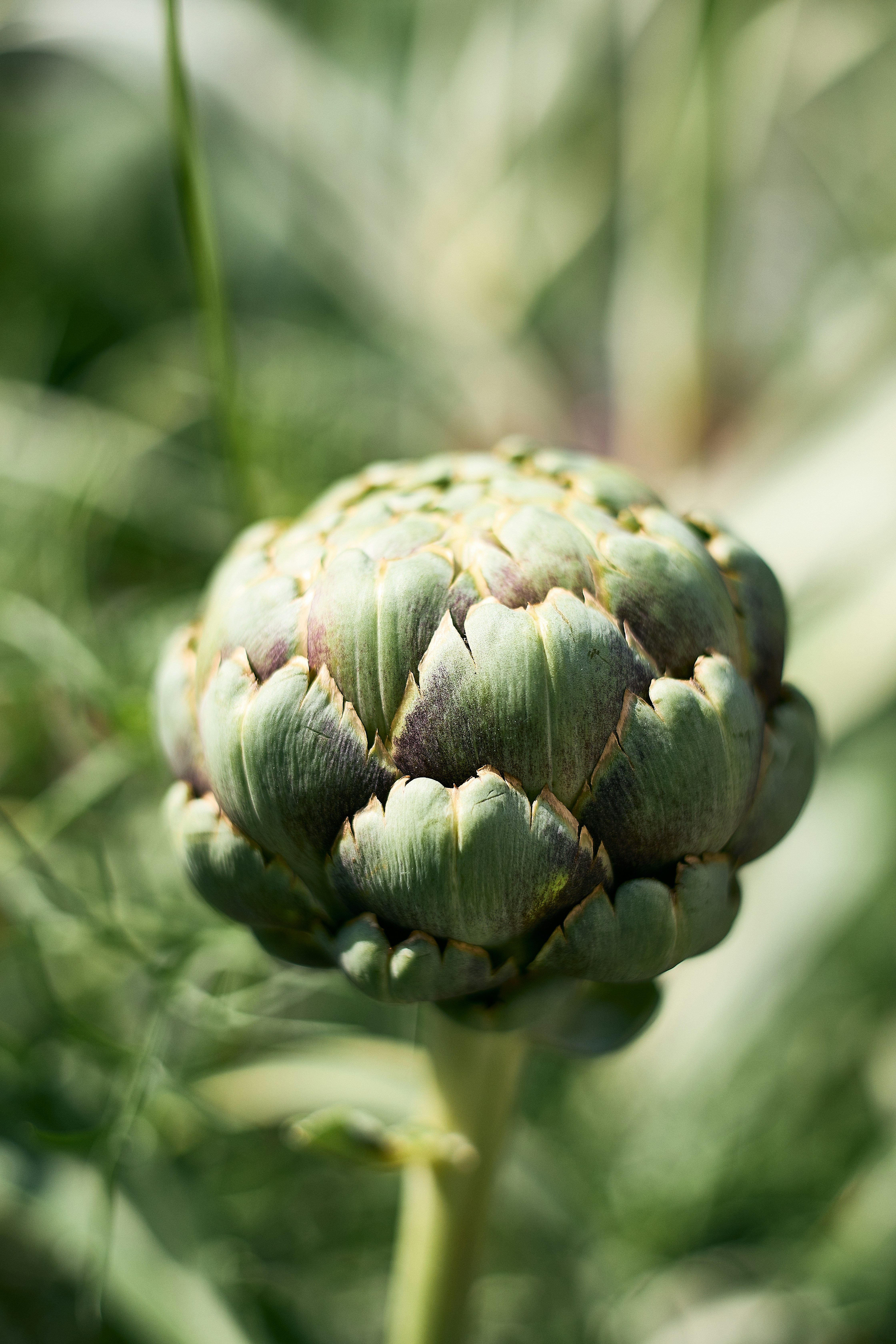 Nahaufnahme einer Pflanze