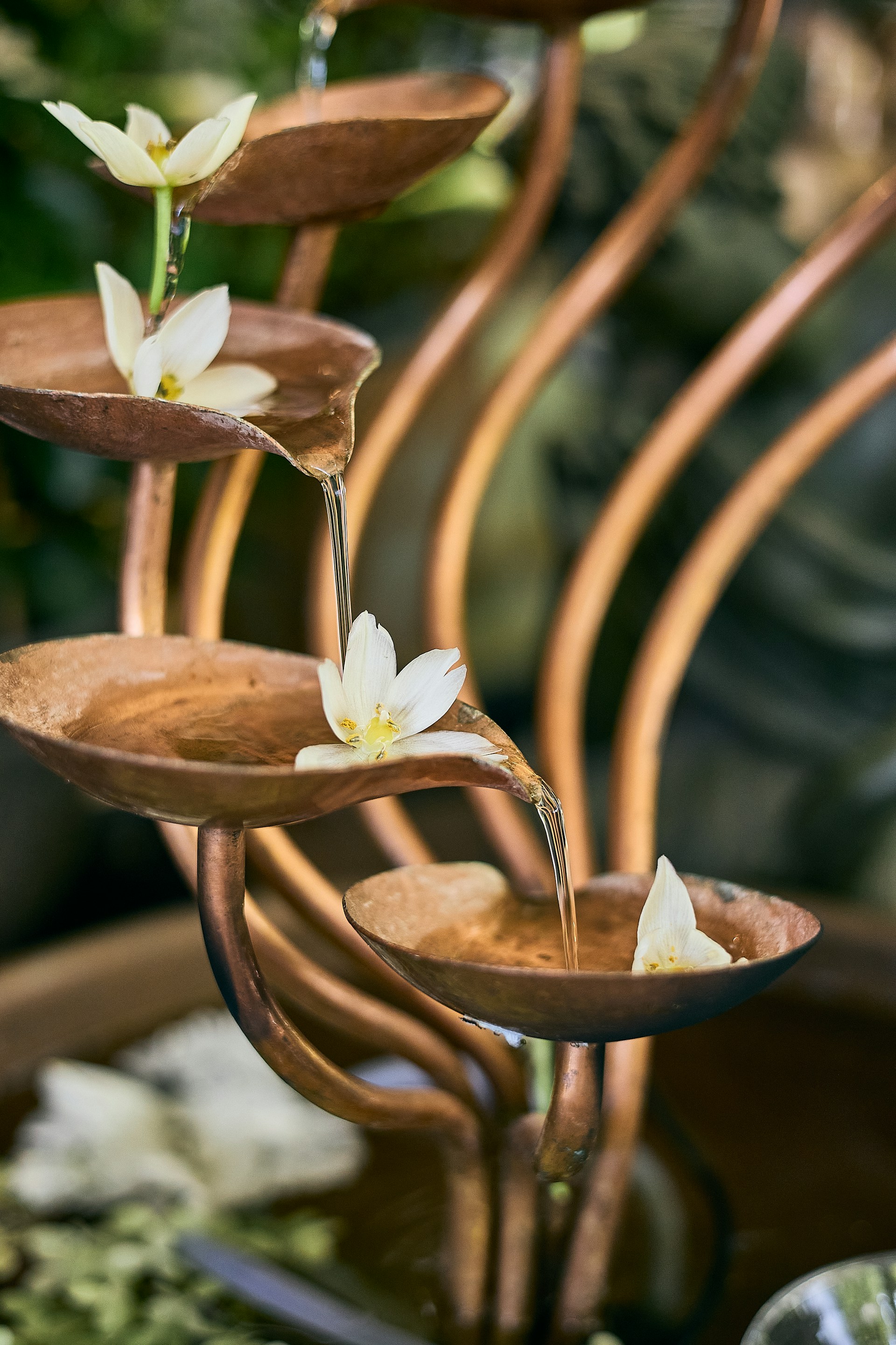 a plant with white flowers