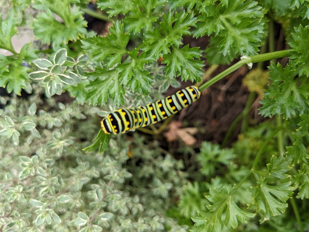 a caterpillar on a branch