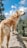 A large, golden-haired dog stands on a rock, overlooking a scenic landscape with green trees and a blue sky dotted with white clouds. The dog has a focused expression, seemingly gazing at something in the distance.