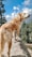 A large, golden-haired dog stands on a rock, overlooking a scenic landscape with green trees and a blue sky dotted with white clouds. The dog has a focused expression, seemingly gazing at something in the distance.