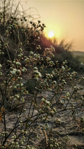 Wild plants with small buds are in the foreground against a backdrop of a setting sun casting a warm glow over the scene. The sky is a gradient of orange and yellow, and the overall setting appears to be a natural, possibly rural area with a tranquil ambiance.