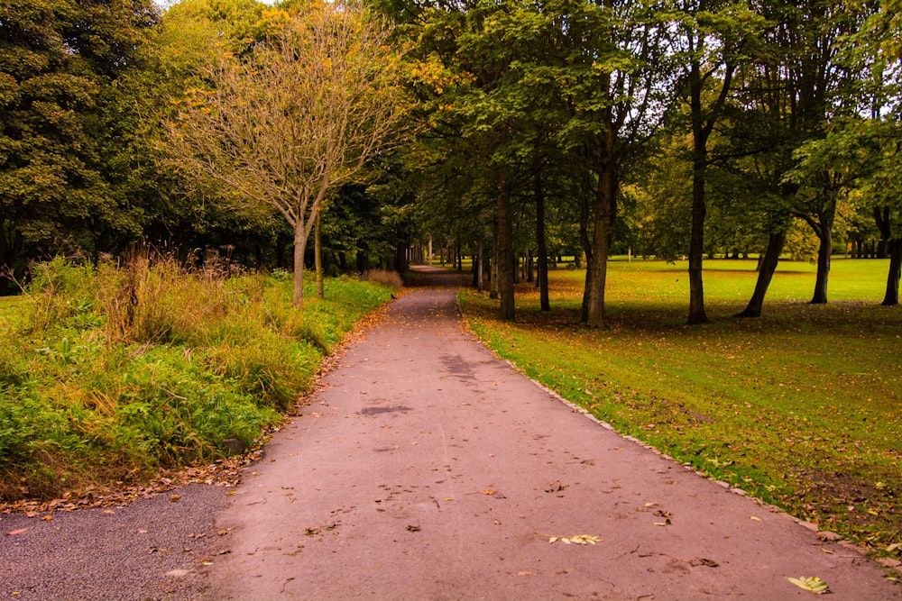 a path through a park