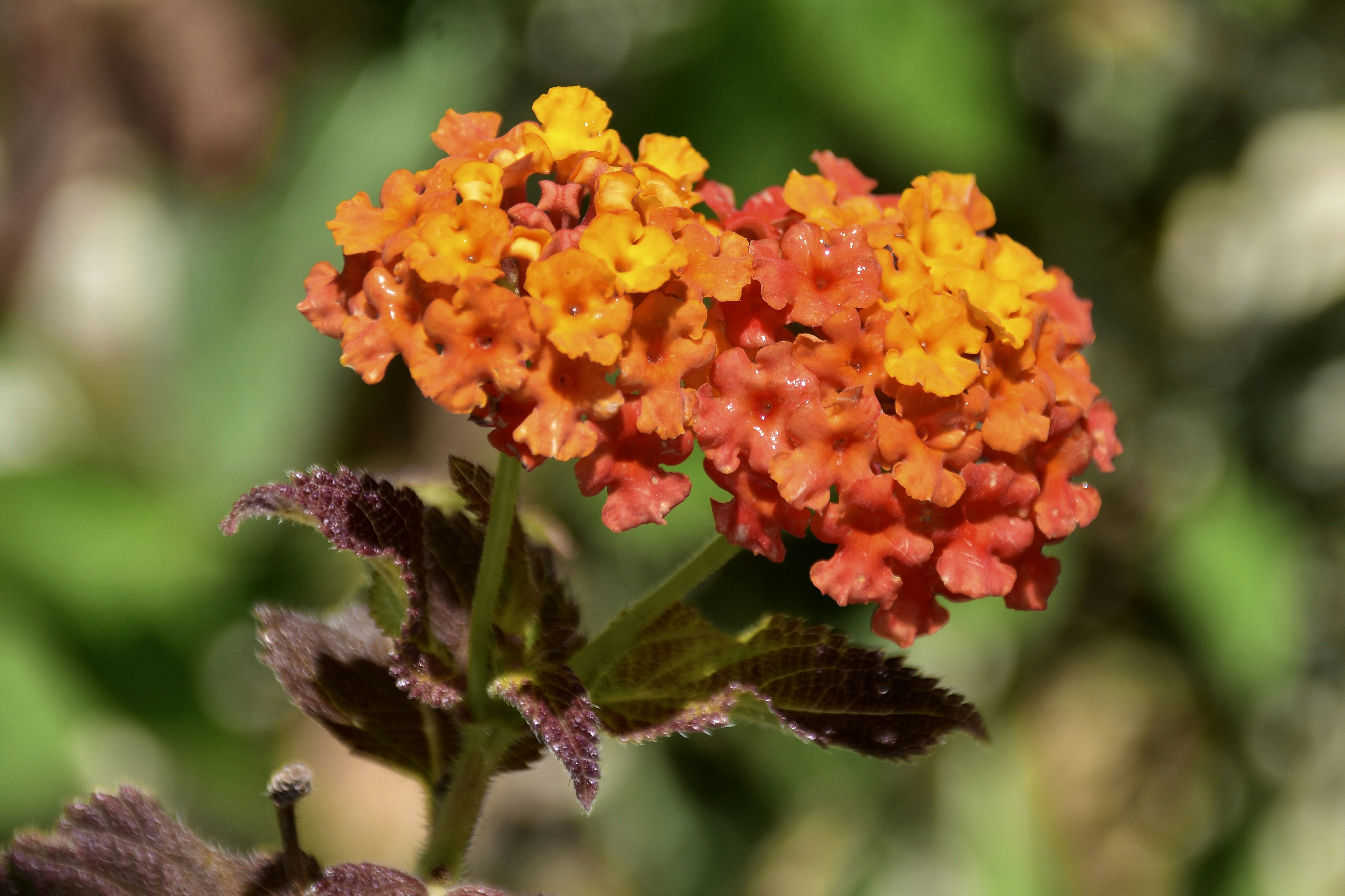 Photo by mariobeducci