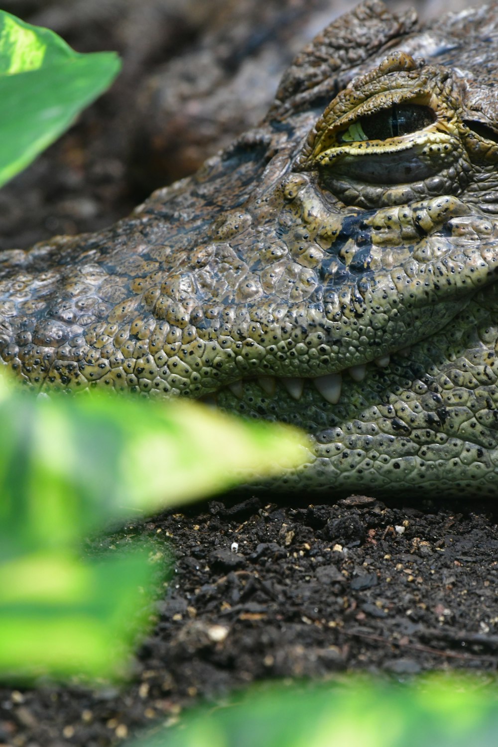 a close up of a lizard