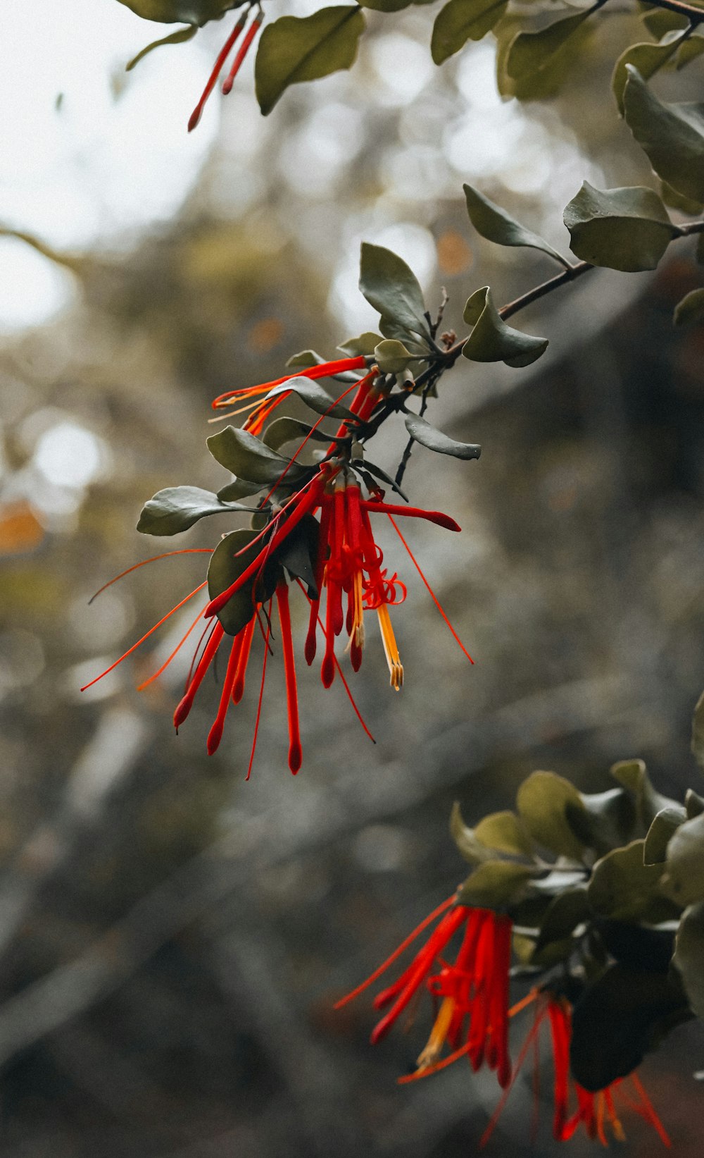 a red flower with green leaves