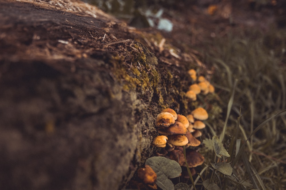 a group of mushrooms growing on a tree stump