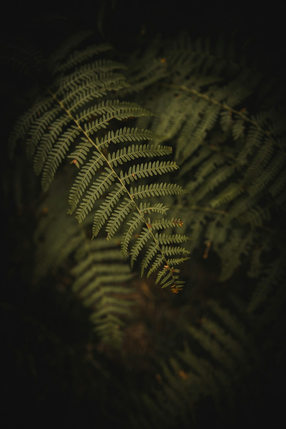 a close-up of a leaf