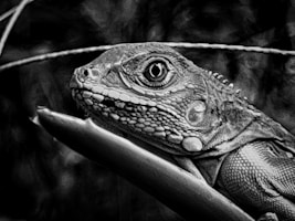 A close-up of a colorful lizard on a branch.