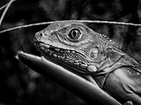 A close-up of a colorful lizard on a branch.
