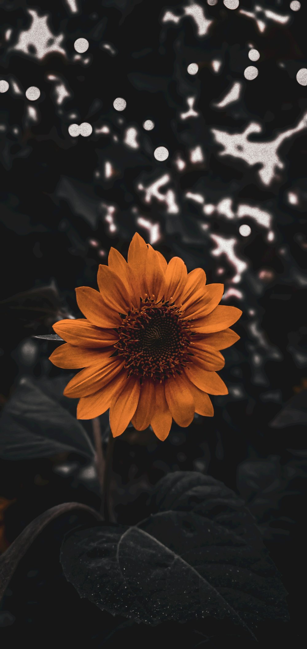 a yellow flower with water droplets on it