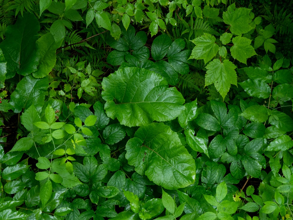 un groupe de feuilles vertes