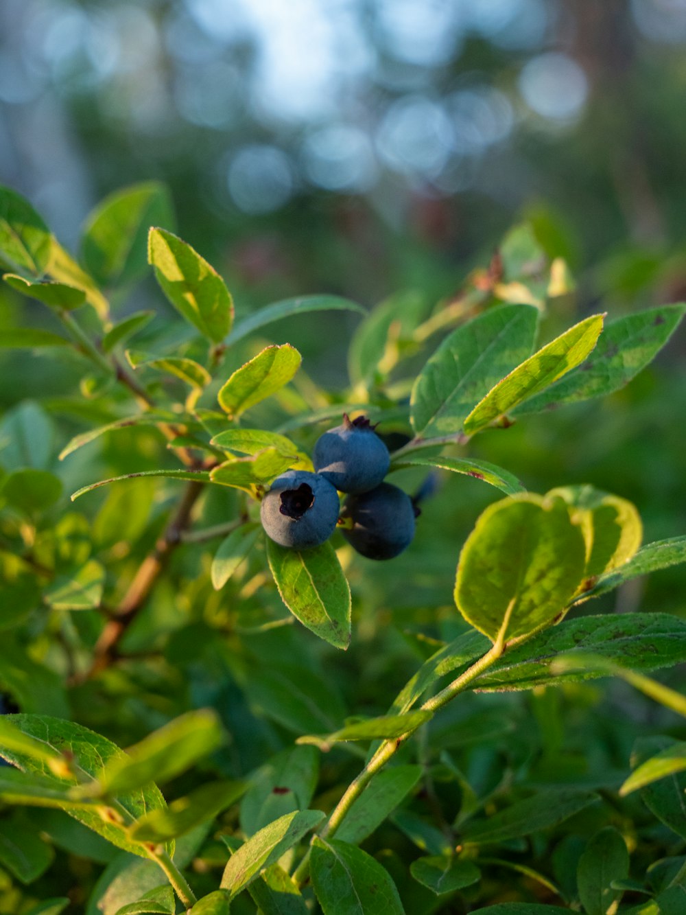 blue berries on a tree