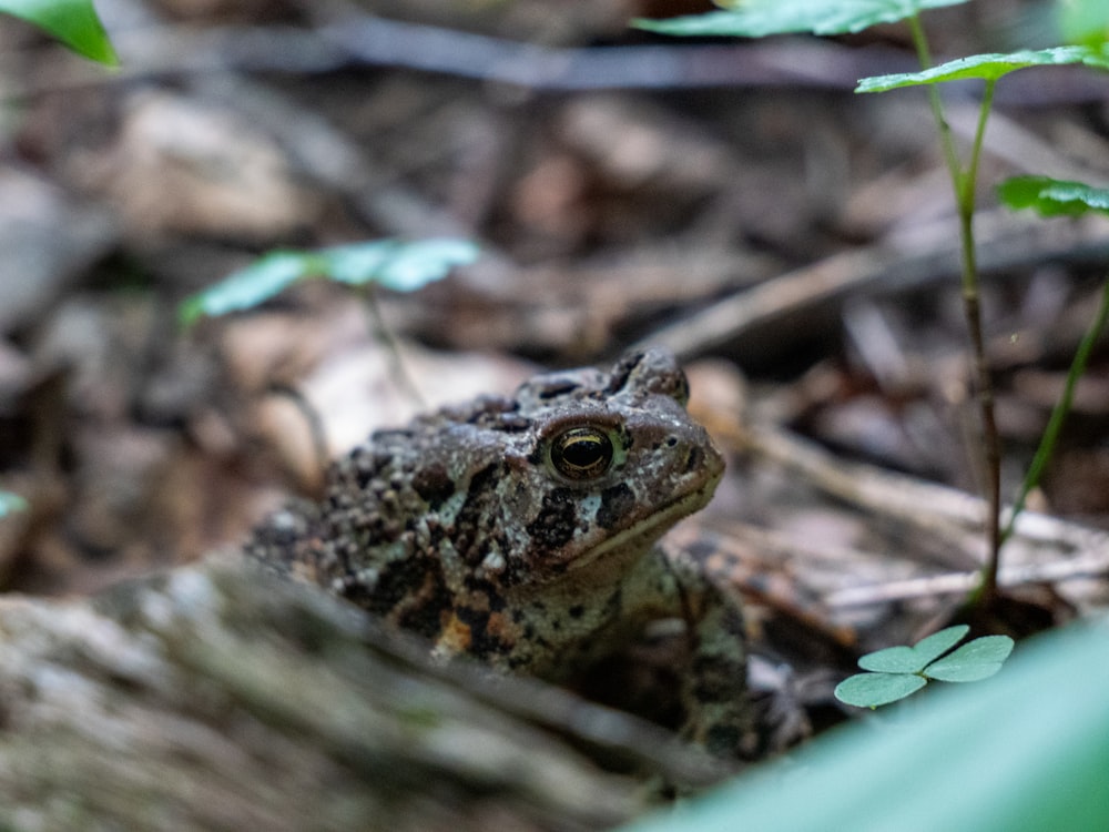 a frog on a log