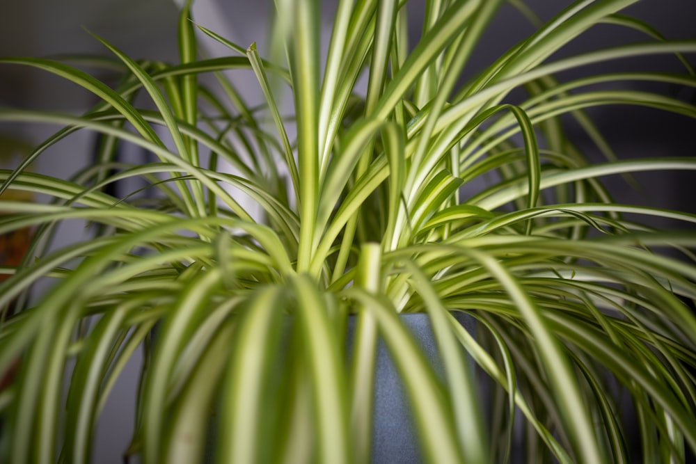 a close up of some leaves