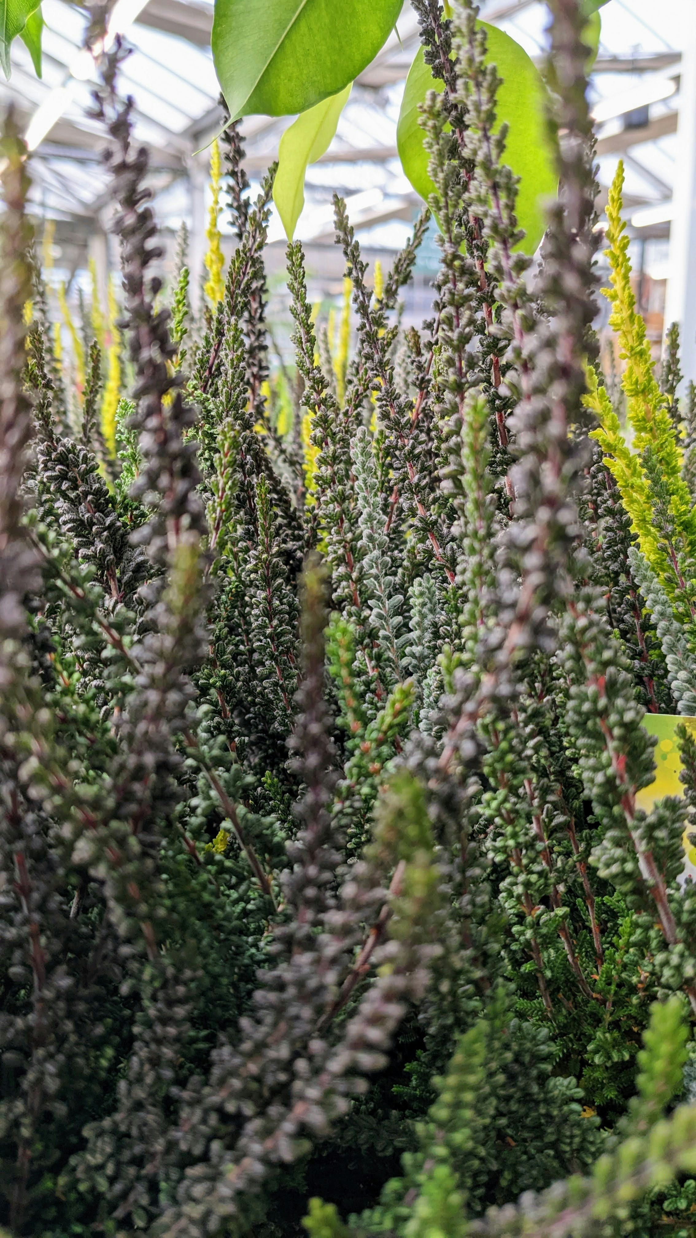 un gros plan d’une plante