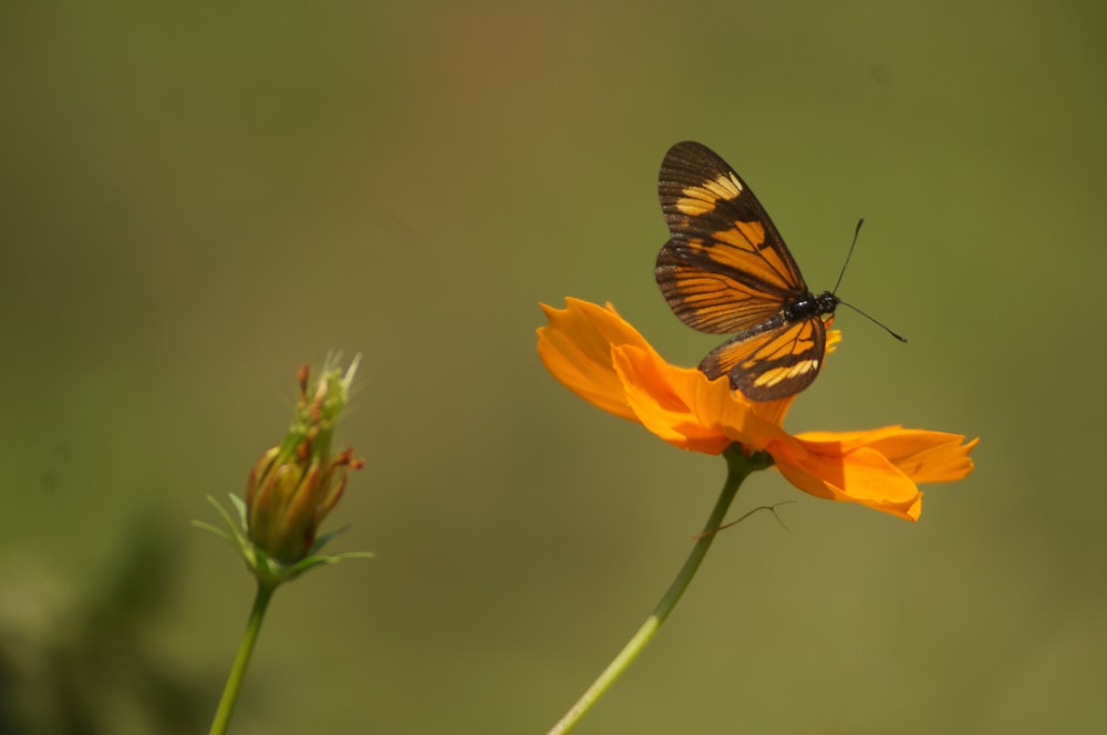 una mariposa en una flor