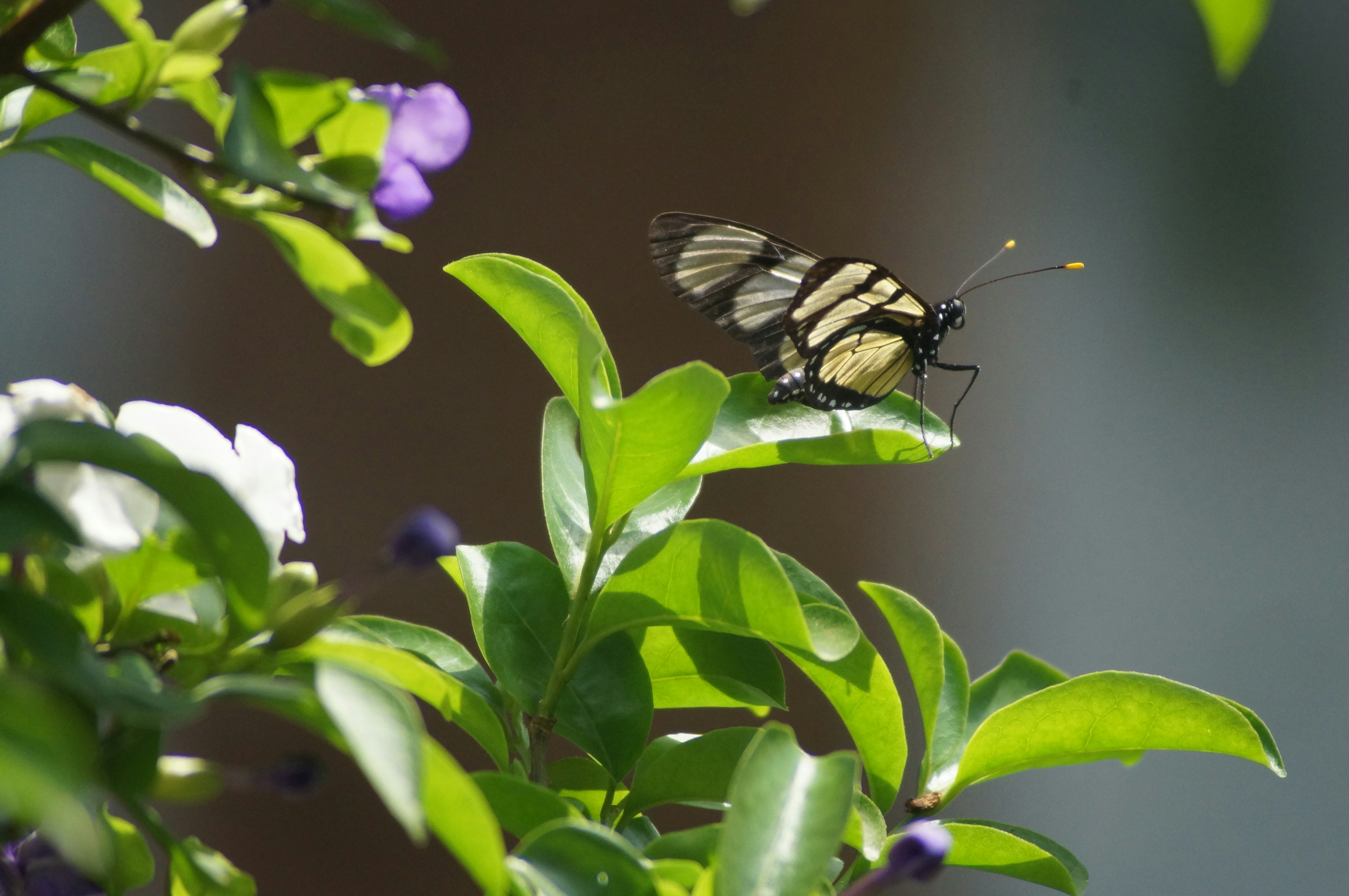 a butterfly on a plant