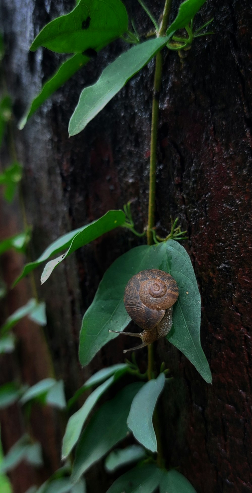 a snail on a tree