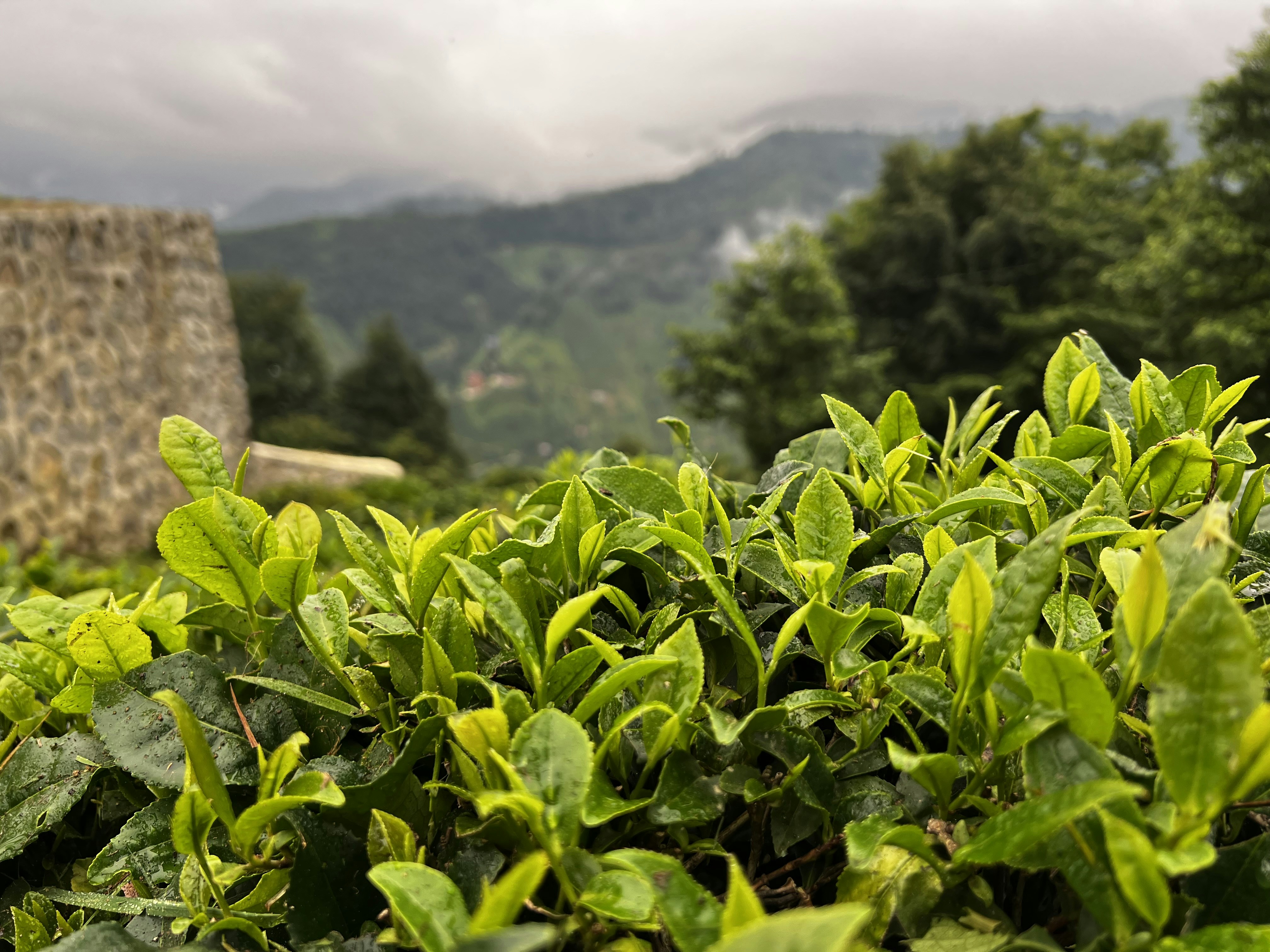 Çay Bahçeleri