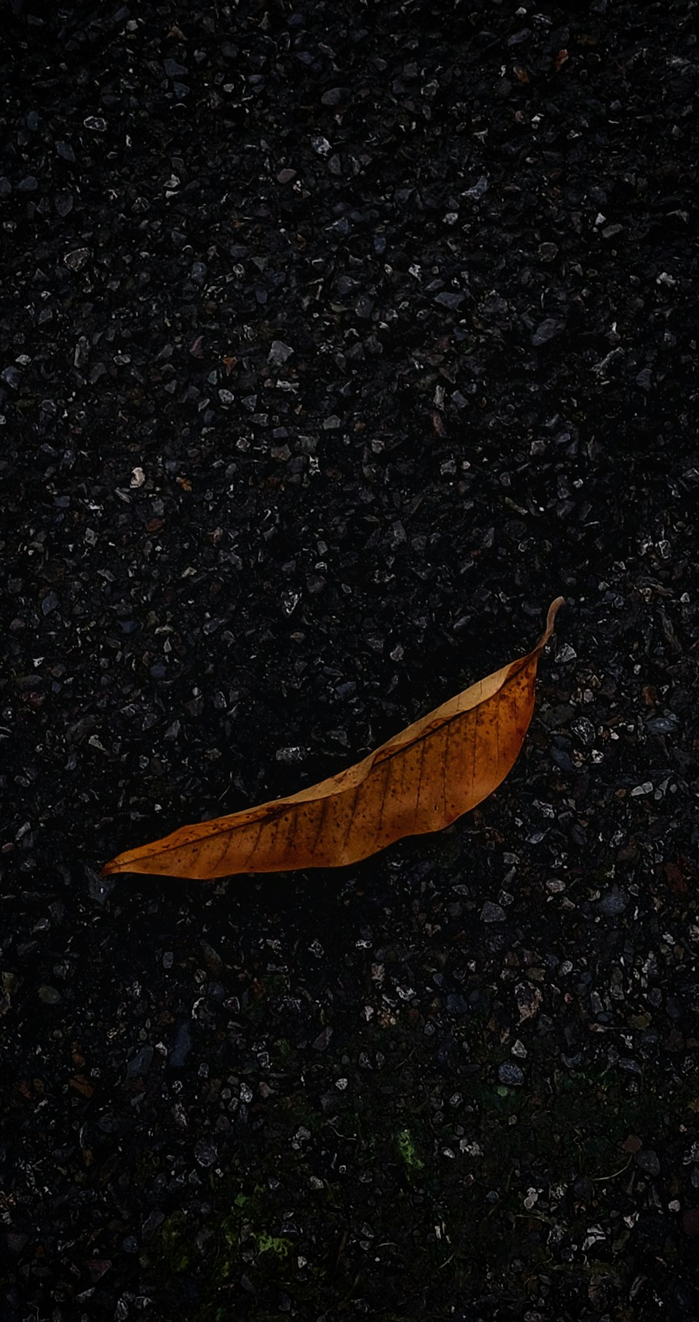 a leaf on the ground