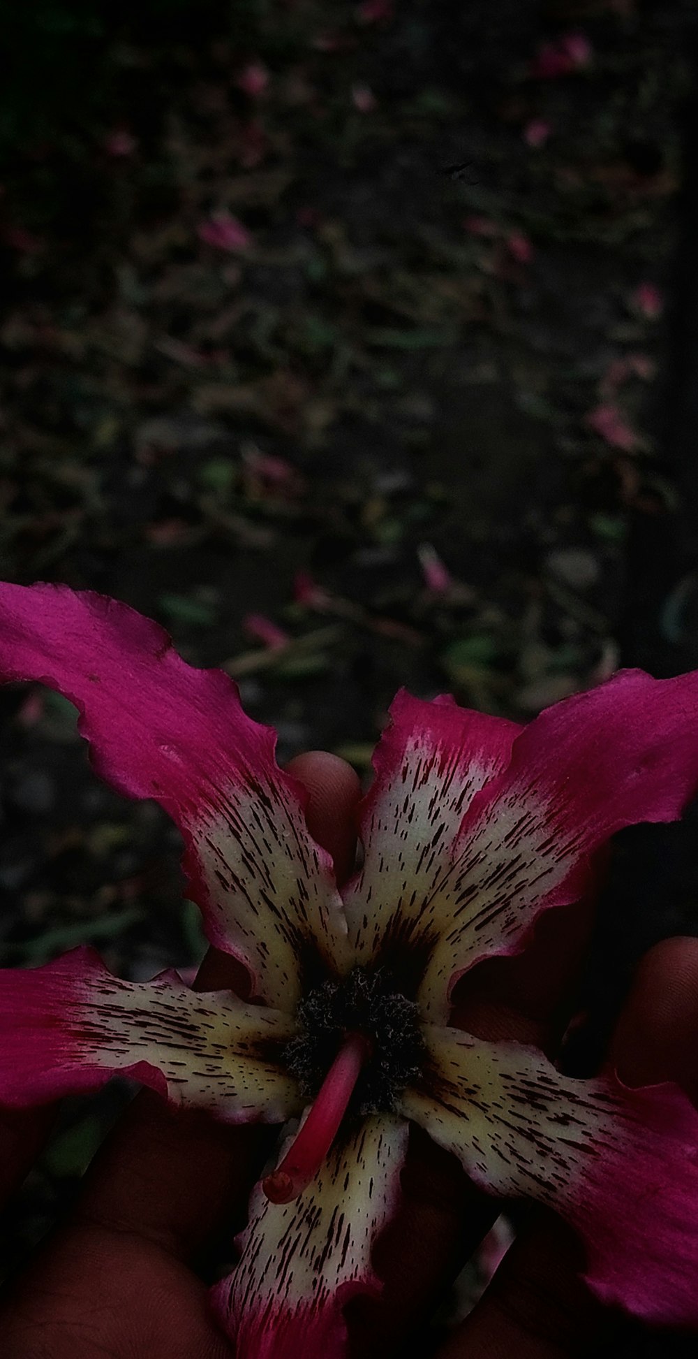 a close up of a flower