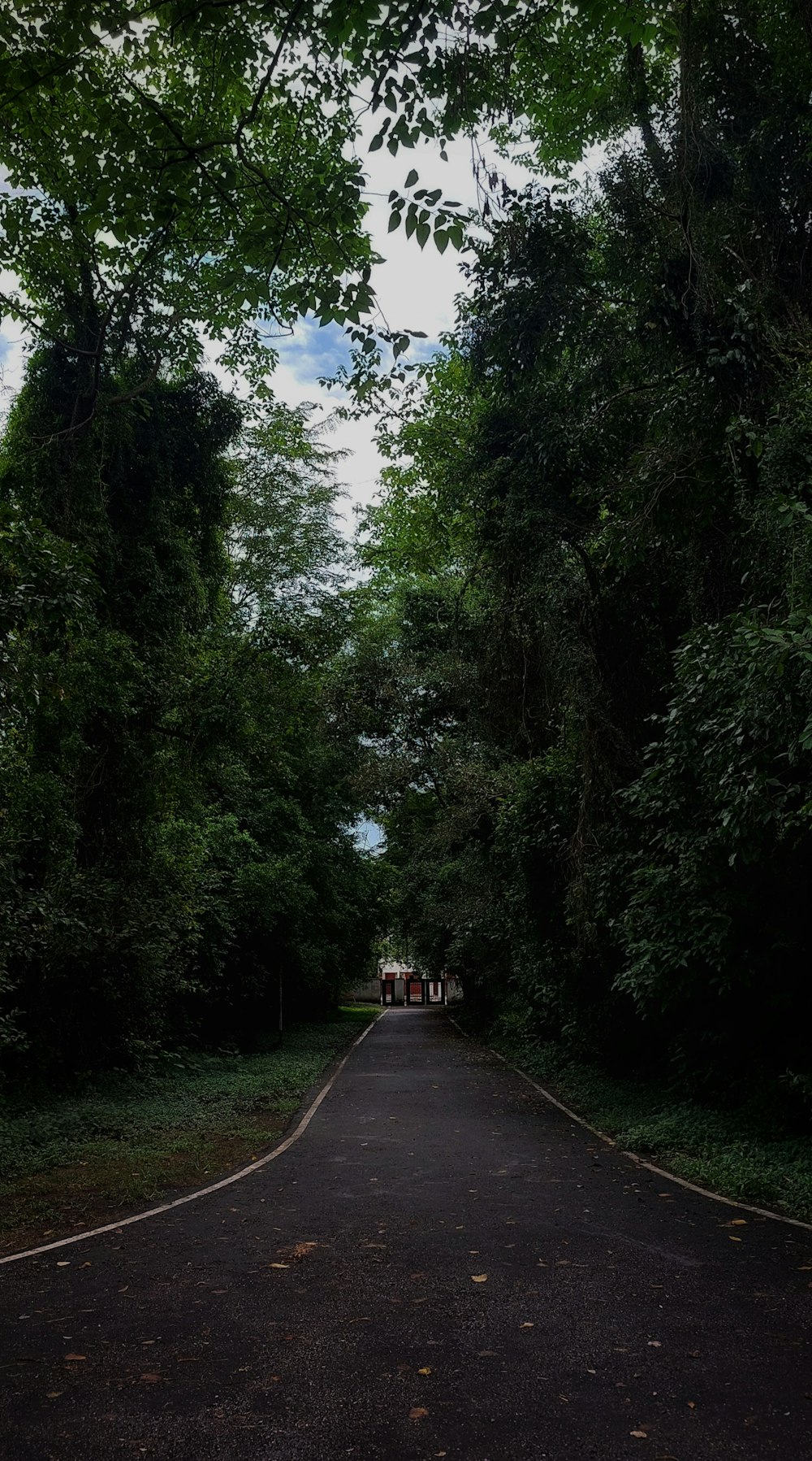 a road with trees on the side