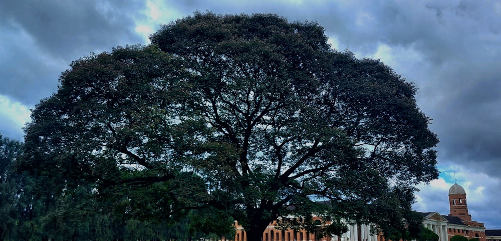 a tree with a building in the background