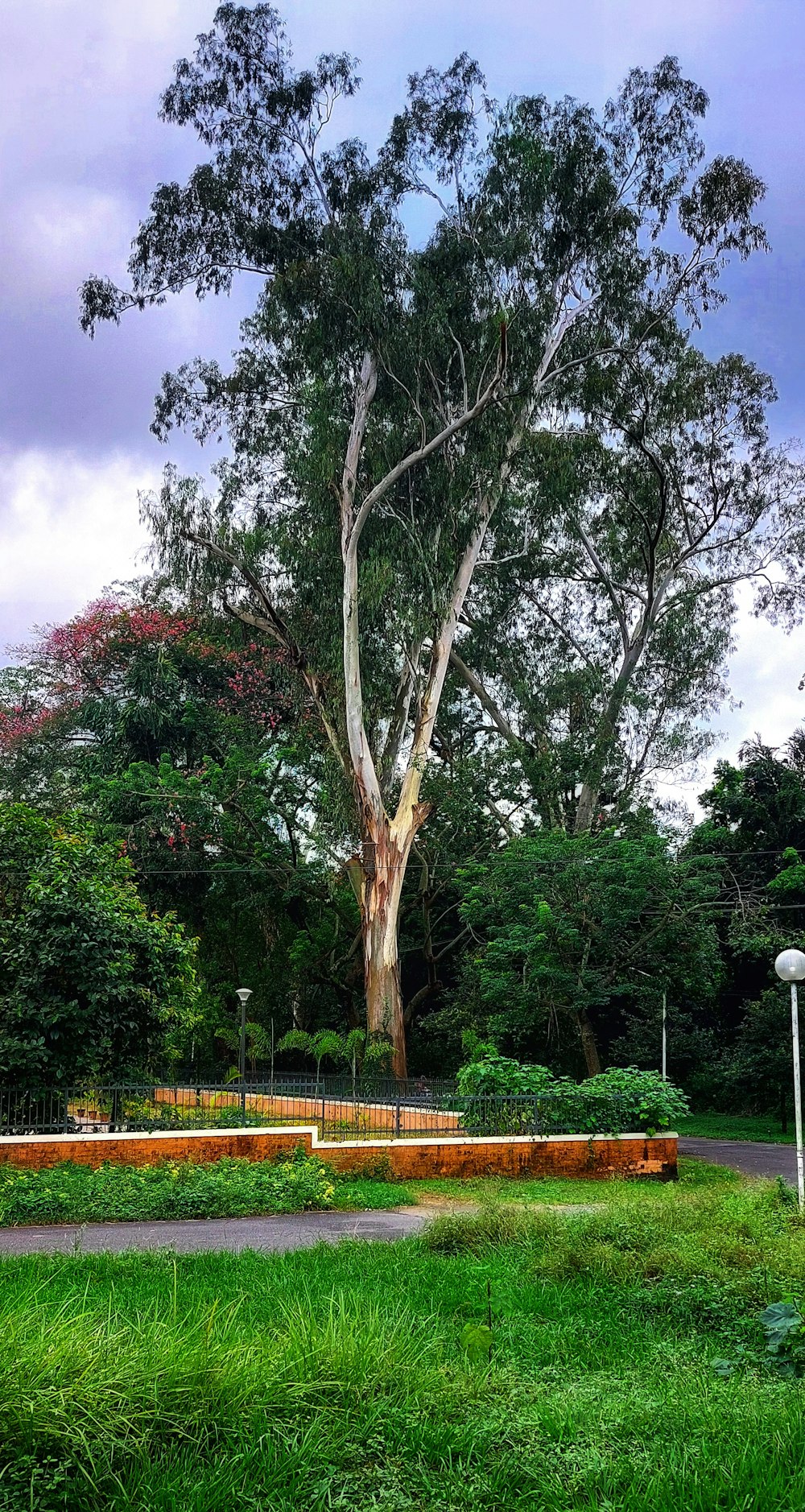 a large tree in a park
