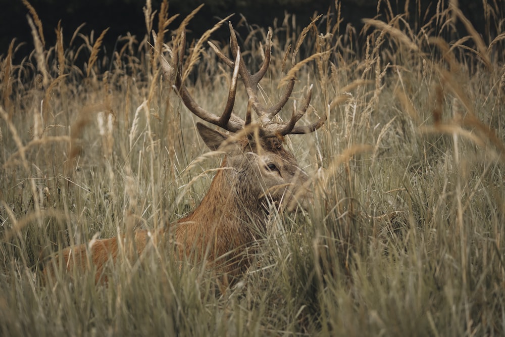 a deer lying in tall grass