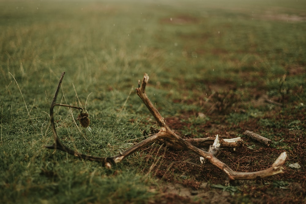 a group of sticks in the grass