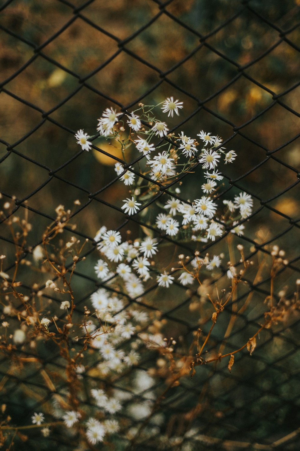 a tree with white flowers