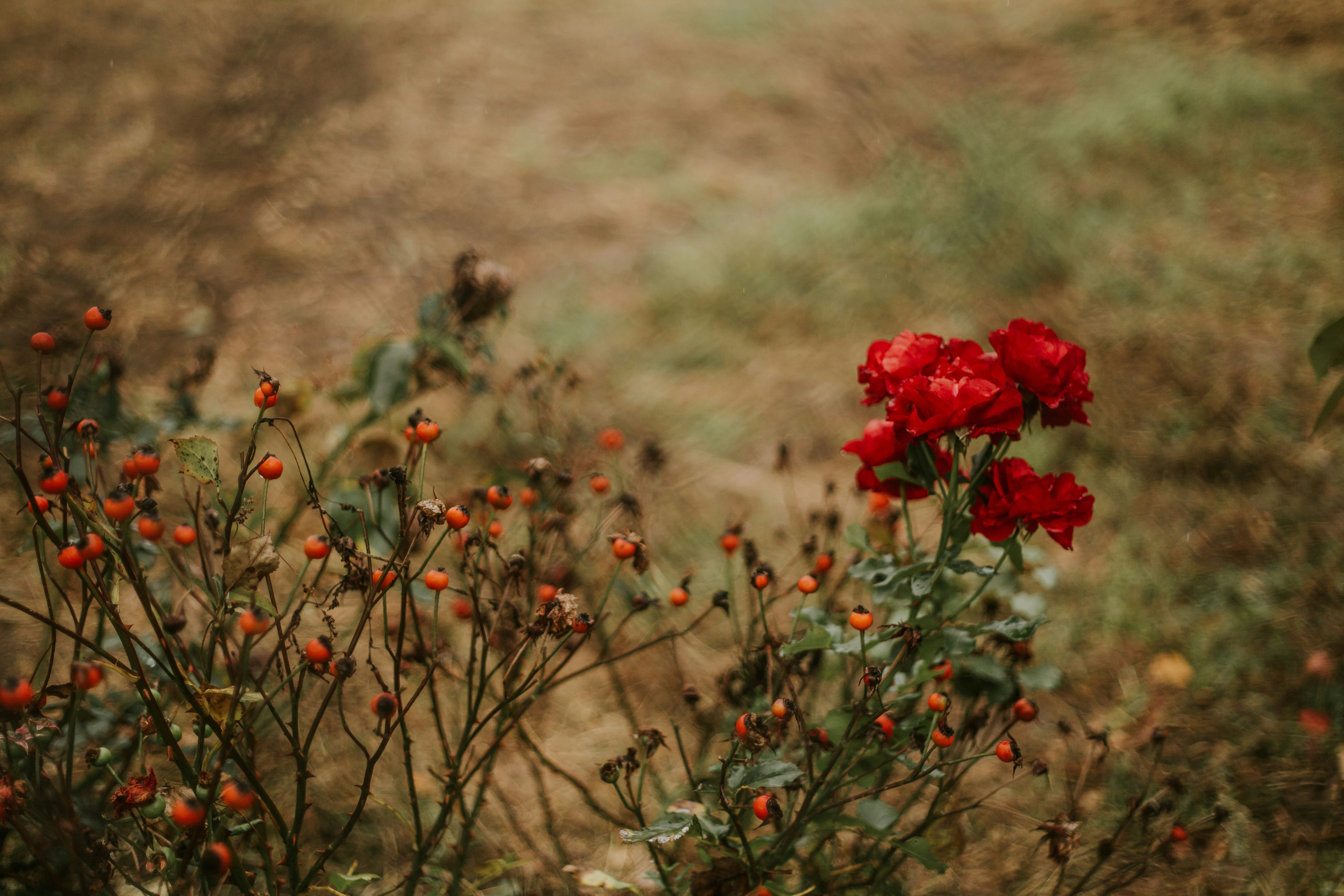 a bush with red flowers