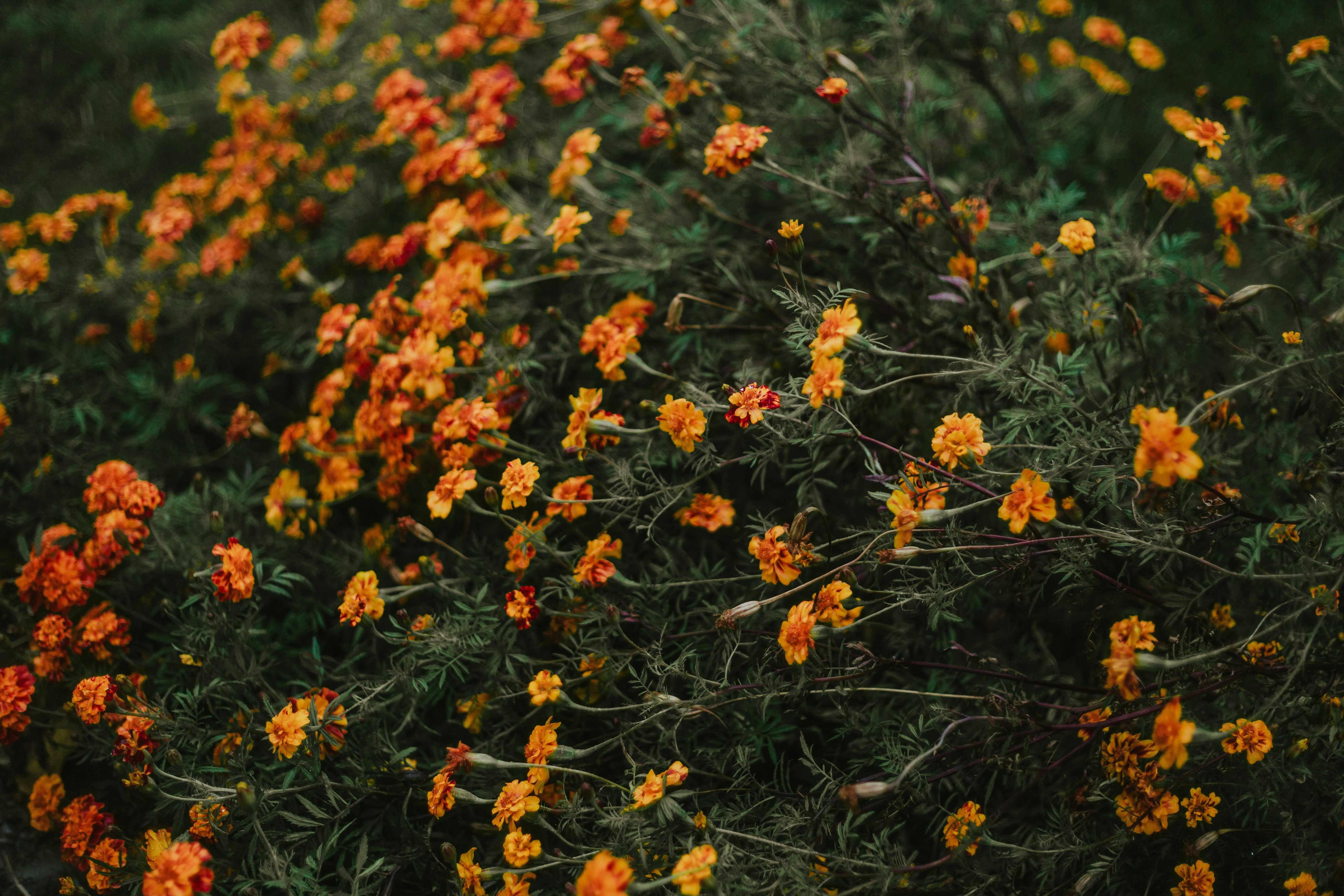a field of yellow flowers
