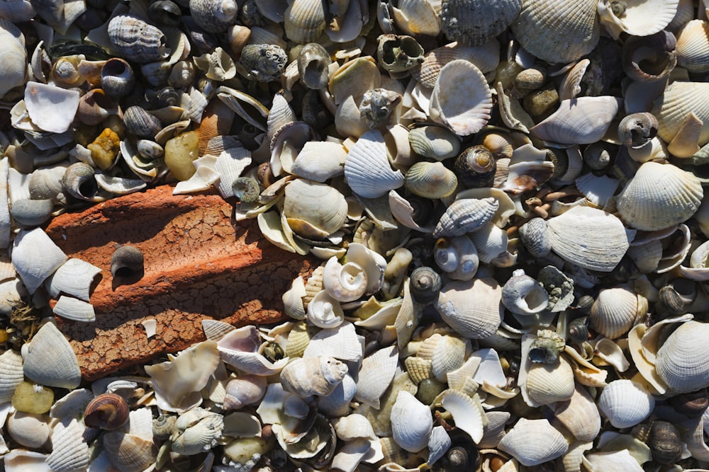 a close-up of a sea shell