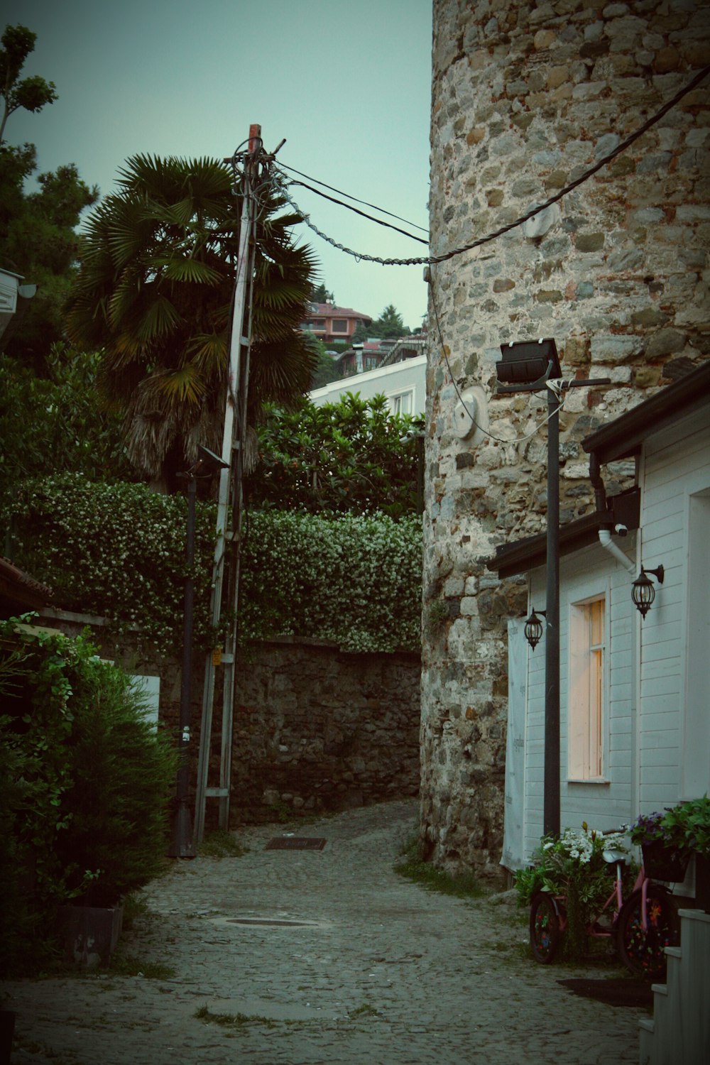 a street with plants and trees