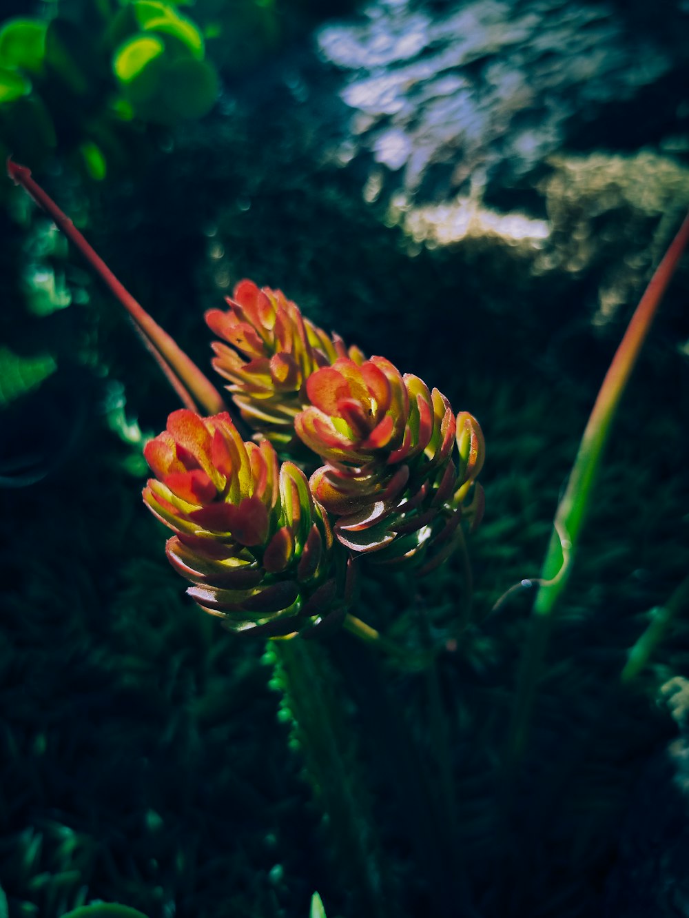 a close-up of some flowers