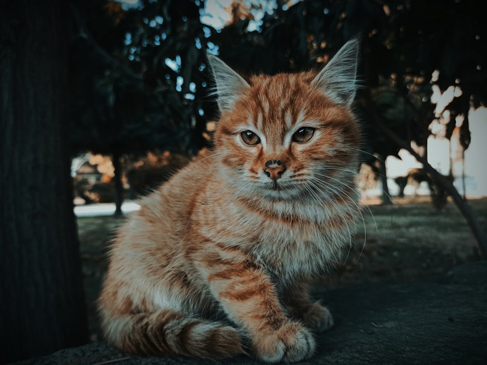 a cat sitting under a tree