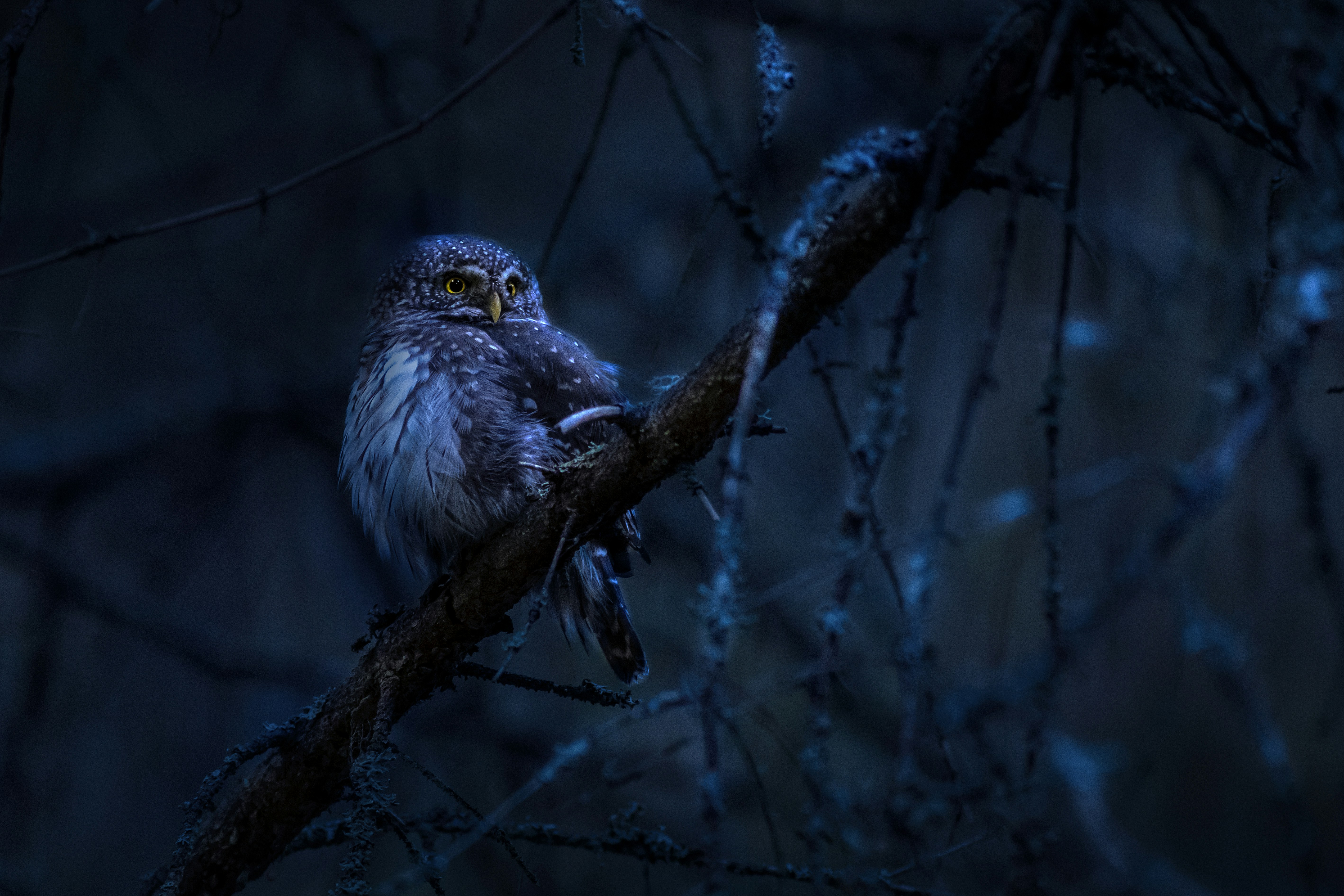 Photo by erik_karits