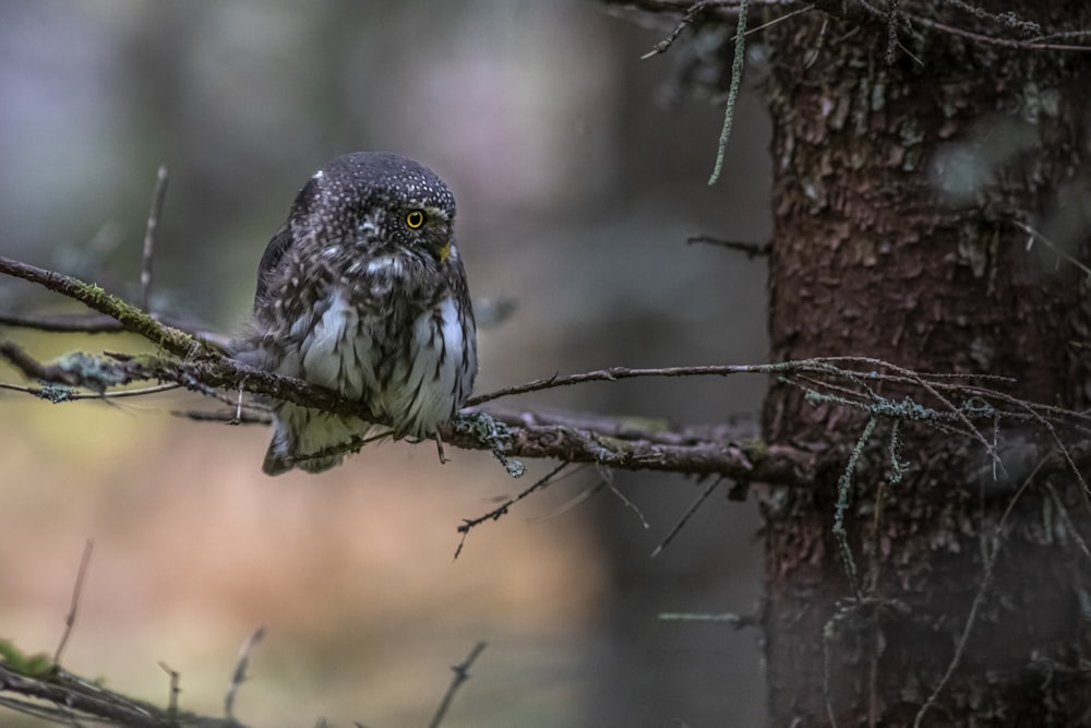 an owl perched on a branch