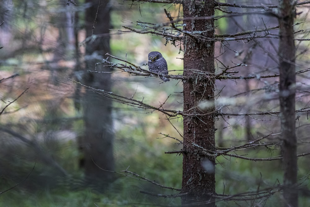 a bird sitting on a tree branch