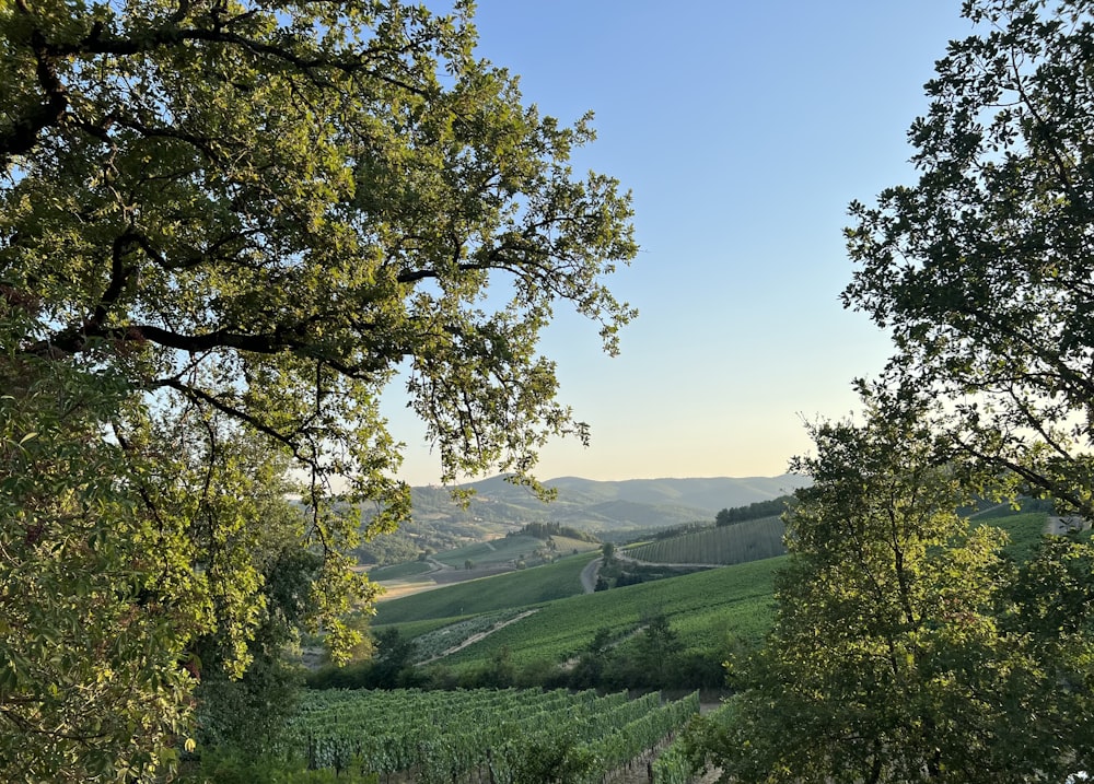 a landscape with trees and grass