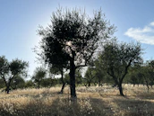 Vast olive grove under soft afternoon sun with gentle shadows.