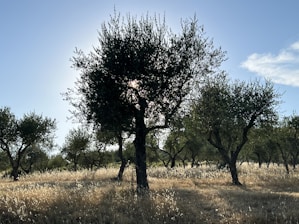A serene hazelnut grove with trees laden with nuts under soft sunlight.