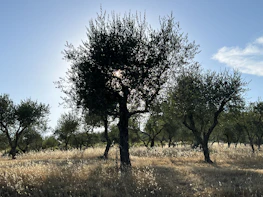 Vast olive grove under soft afternoon sun with gentle shadows.