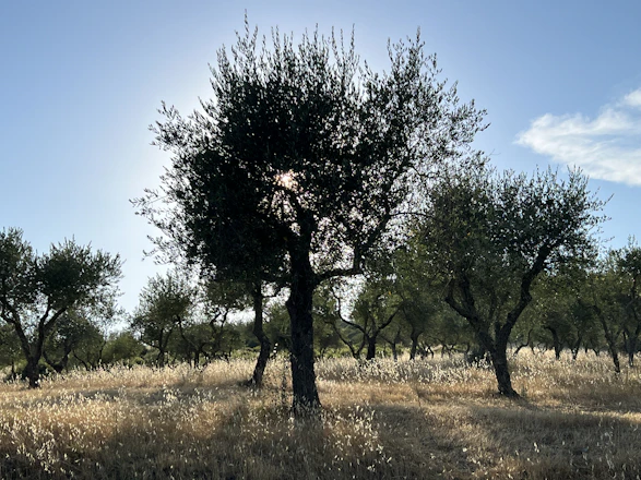 A serene Greek island sunset casting warm light over olive trees and the sea.