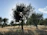 Sunset over the olive groves surrounding Villa Sereno, casting a golden glow on the stone walls.