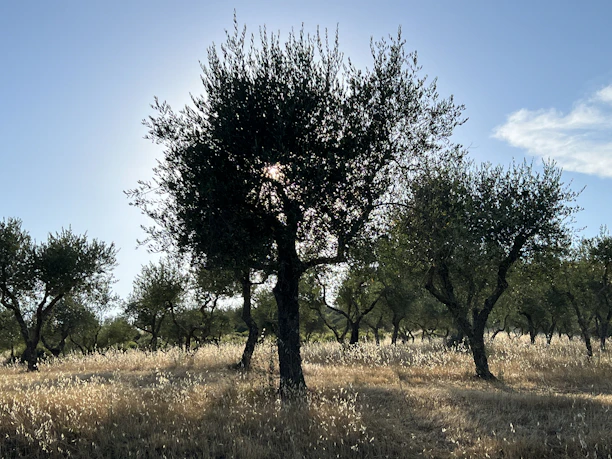 A rustic olive grove bathed in golden sunlight during harvest season.
