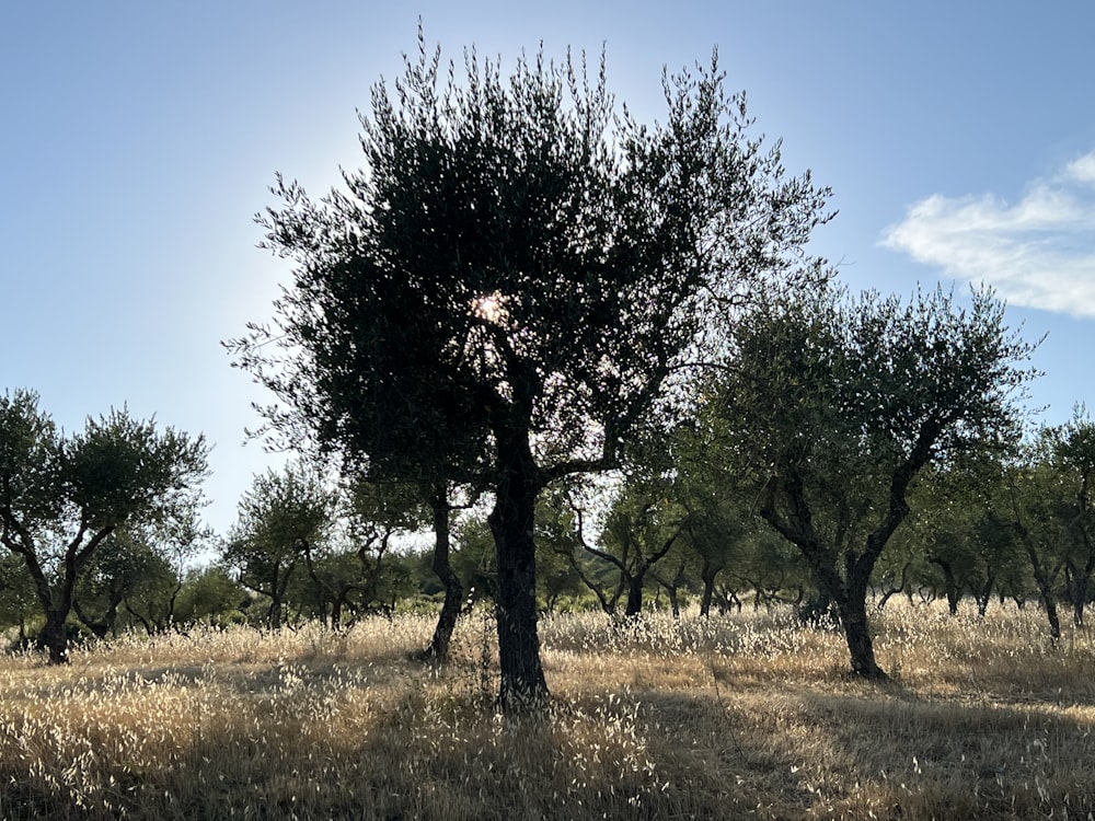 a group of trees in a field